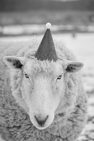 glenn livermore photography 0018