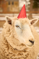 glenn livermore photography 0013
