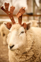 Spencer Peirce Little Farm Christmas photos
