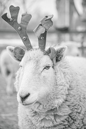 glenn livermore photography 0002
