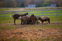 Spencer Pierce Little Farm