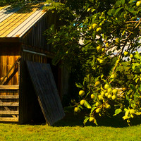 The Farm