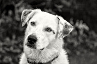 Handsome pup
