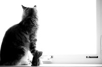 schwartz cats