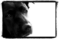 iz