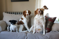 pets