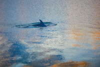 grainydolphin