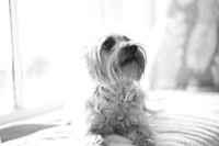 puppy love
