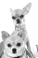 sophie and grace